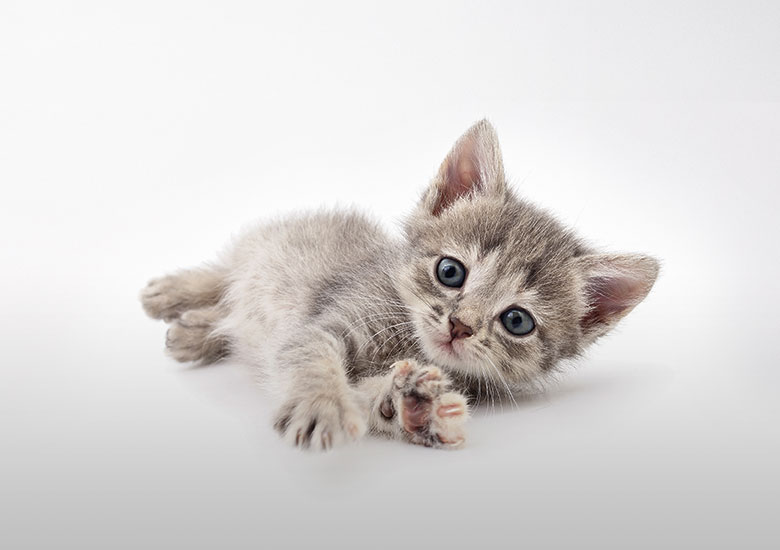 幼貓養(yǎng)護(hù)