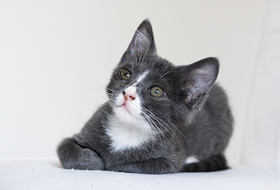 第一次驅(qū)蟲