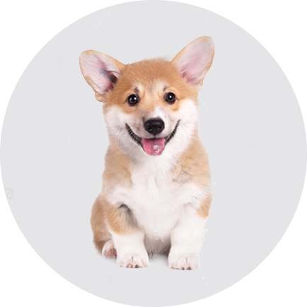 如何為幼犬準(zhǔn)備新家生活？