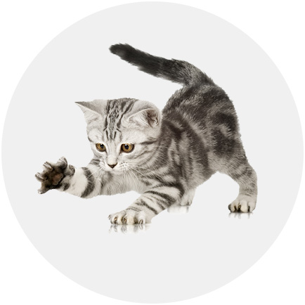 如何為幼貓準(zhǔn)備新家生活？