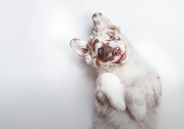 幼犬養(yǎng)護(hù)